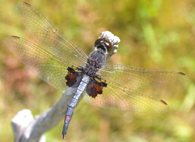 Martha's Pennant